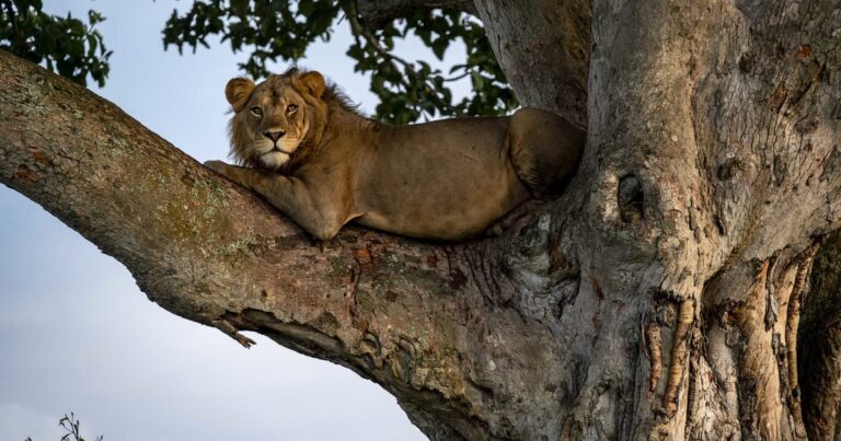 Lion resting in a tree