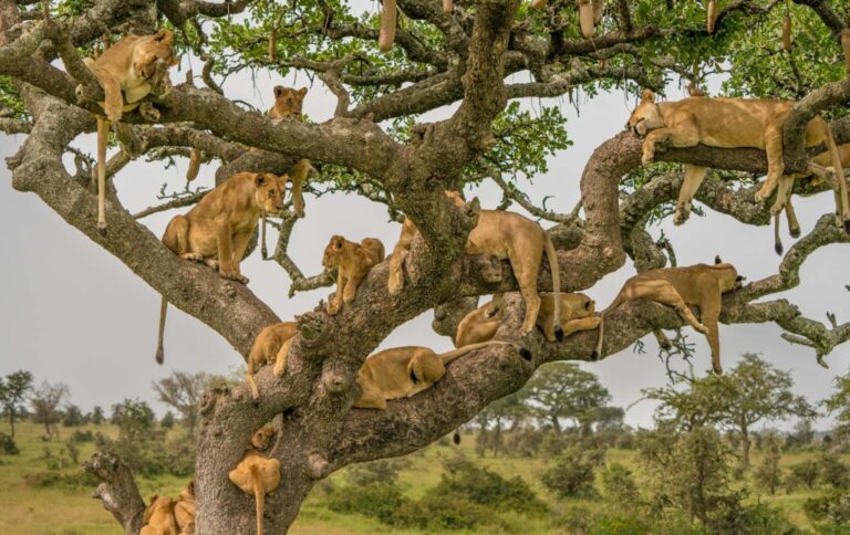 lions-serengeti-1536x968