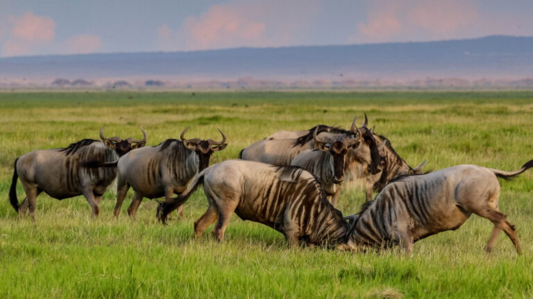 samburu-1536x864