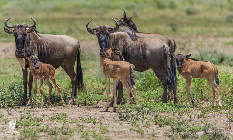 serengeti-wildebeest-migration-calving-safari-season