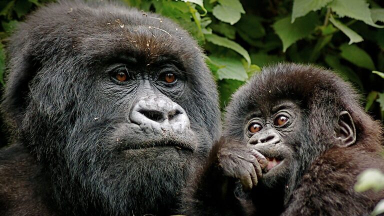 ug-gorillas-1536x864