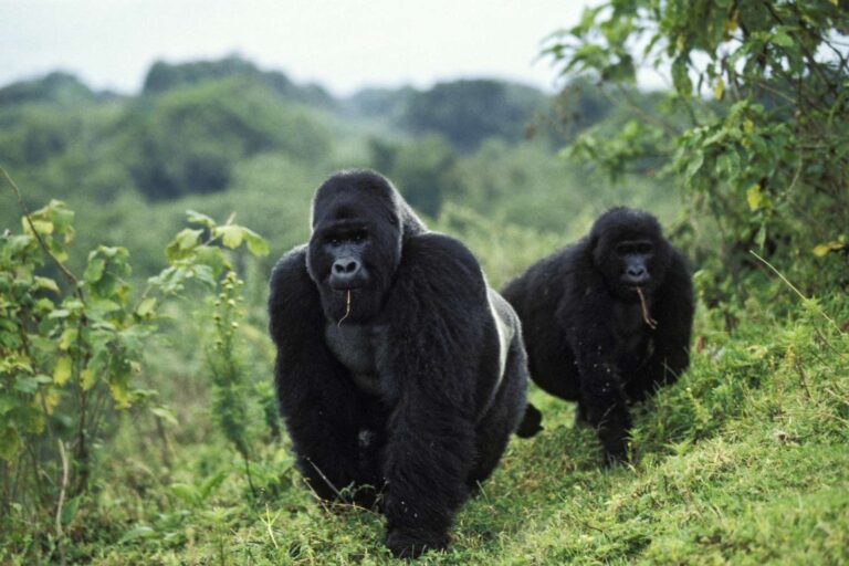 virunga