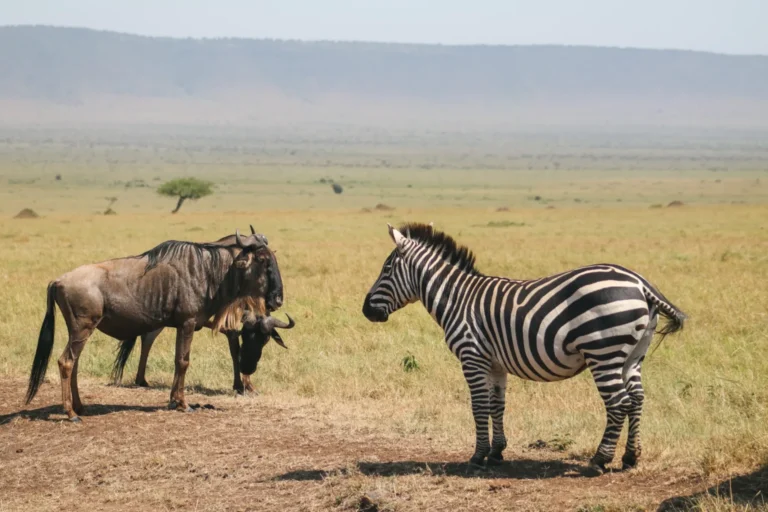 wildebeest-and-zebra-in-masai-mara-1536x1024